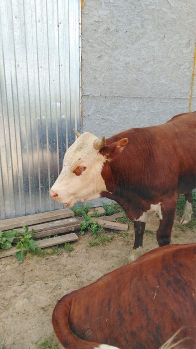 Продаются бычки и коровы