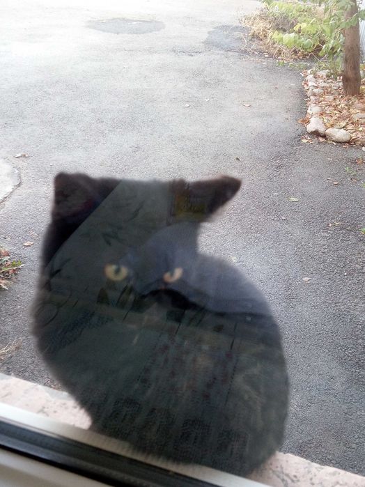 Отдам молодого кота