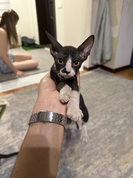 Котята Сфинкс - Брашики