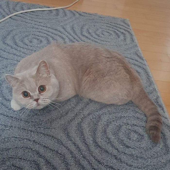 Британская кошка