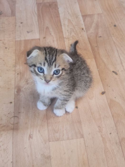 Отдам котят бесплатно