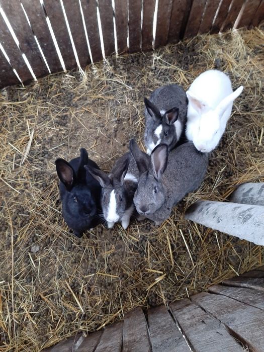 Iepuri diferite culori