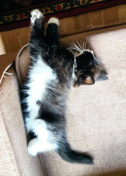 Домашние котята, 2-х месячные