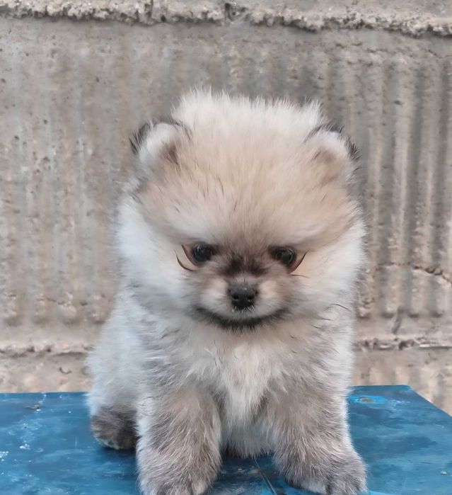 Померани пухови Мини