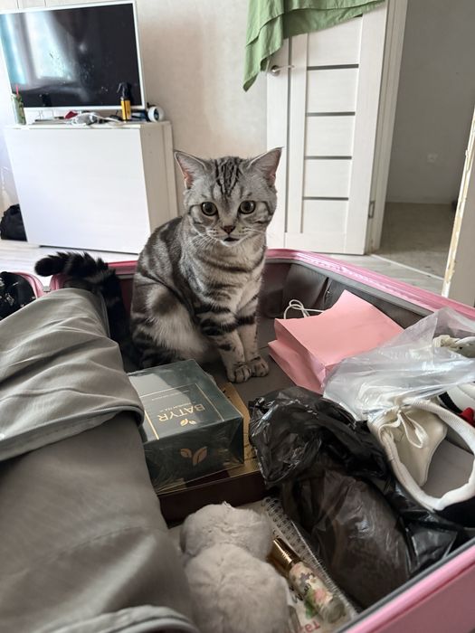 Отдам Британского кота в добрые руки