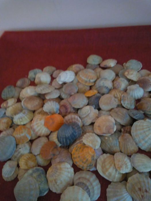 Красиви миди " Шелки"