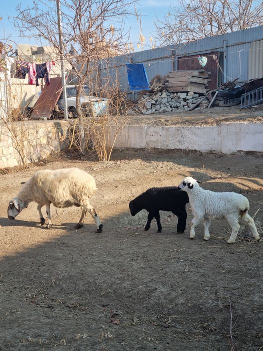 Onabola qo‘y Sotiladi