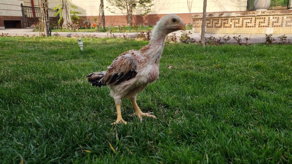 Шамо зот жўжалари сотилади