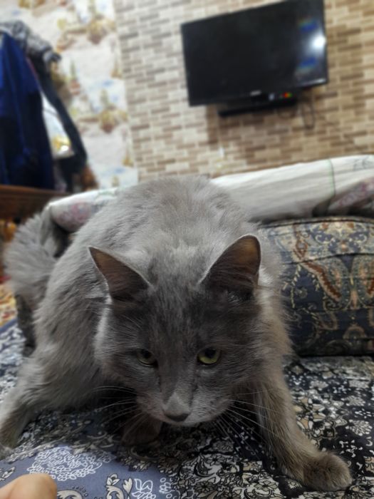 Продаётся кошка цена договорная