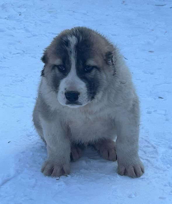 Щенки алабая возраст 2 мес