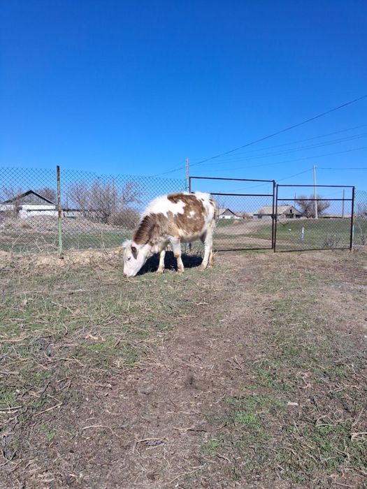 Продам стельную телку