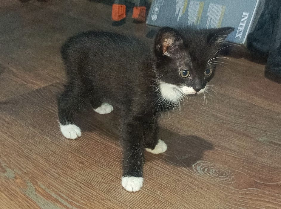 Котята в добрые руки !