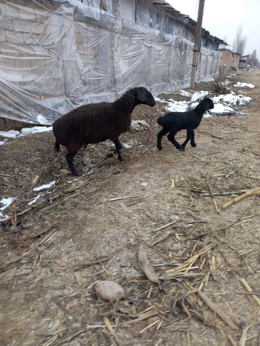 Ona bola sovliqlar sotiladi