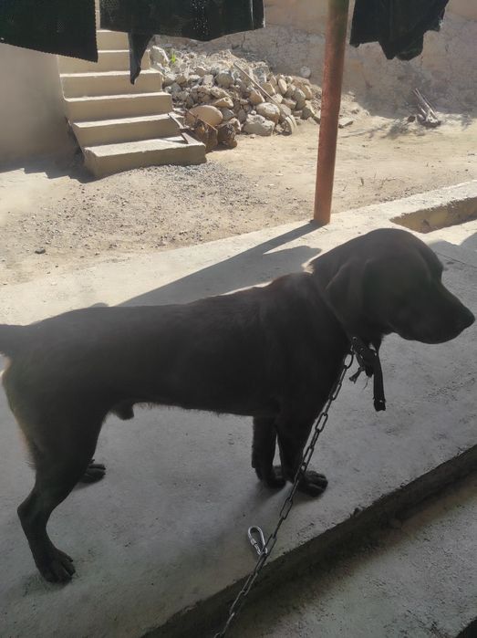 Labrador retriever