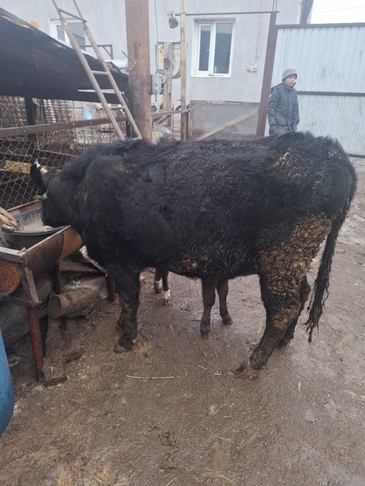 Срочно еки бас бузаулы кашар сатылады