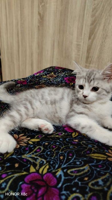 Продаётся Кошки. Мушук болалари сотилади