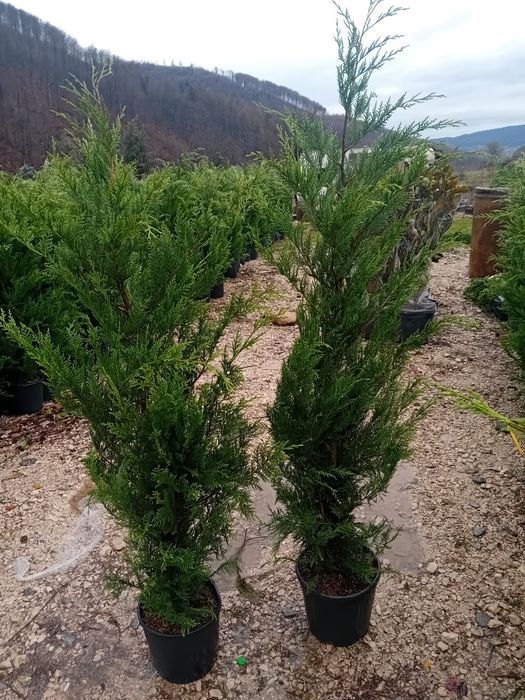 Vând chiparos cupresus leylandi