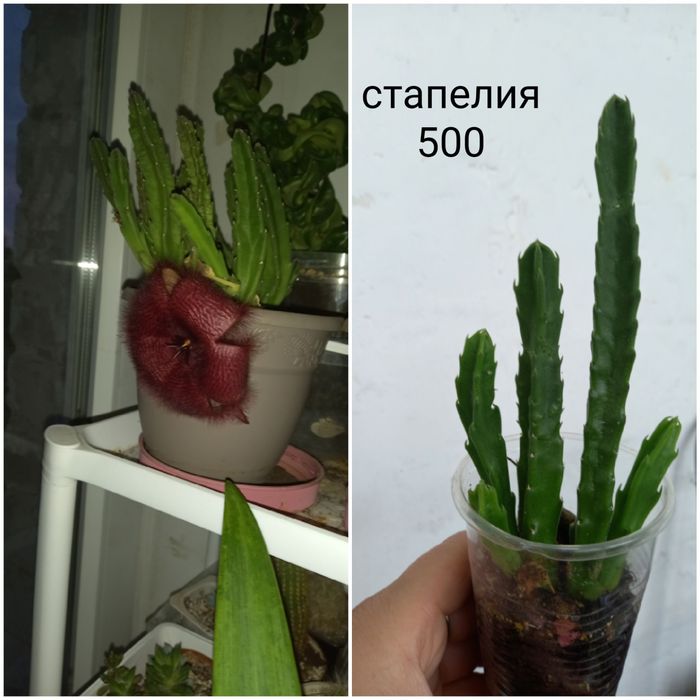 Продам цветочки разные