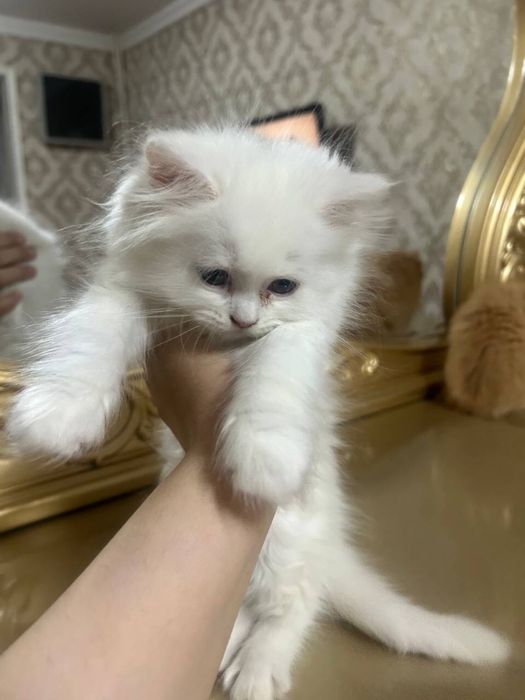 продается котяти турк ангора скоттиш страйт 2 месяц