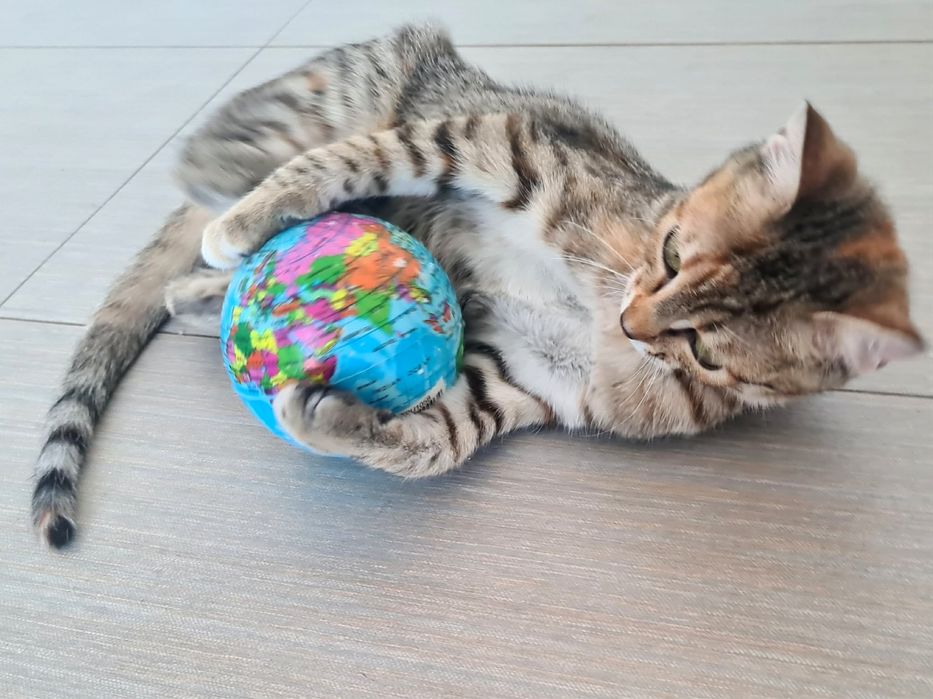 Женско коте търси дом