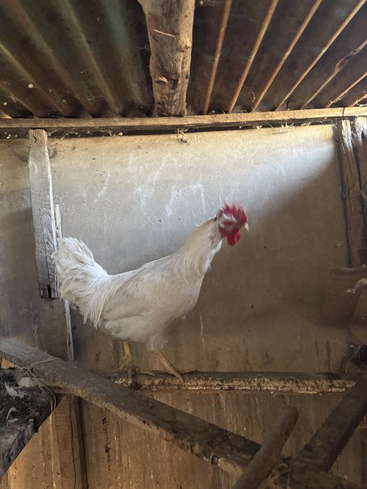 Қараз сатылады либо обмен тауыққа