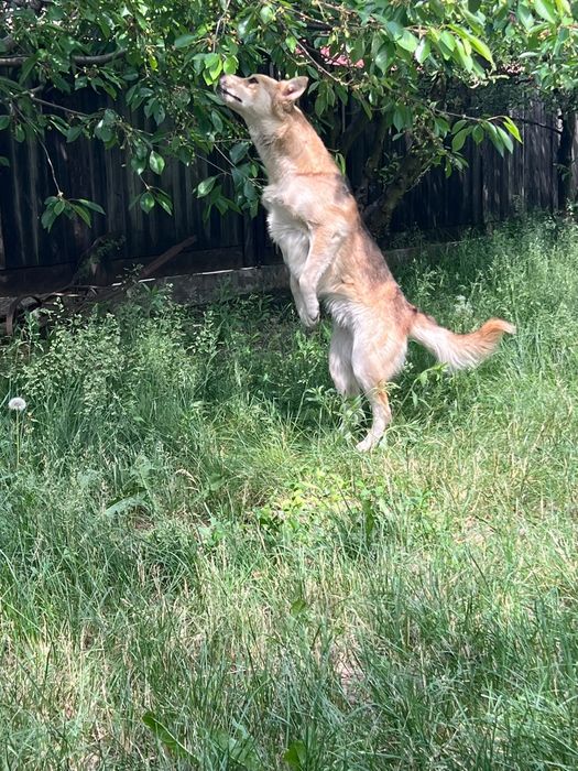 2 câini Husky se oferă spre adopție