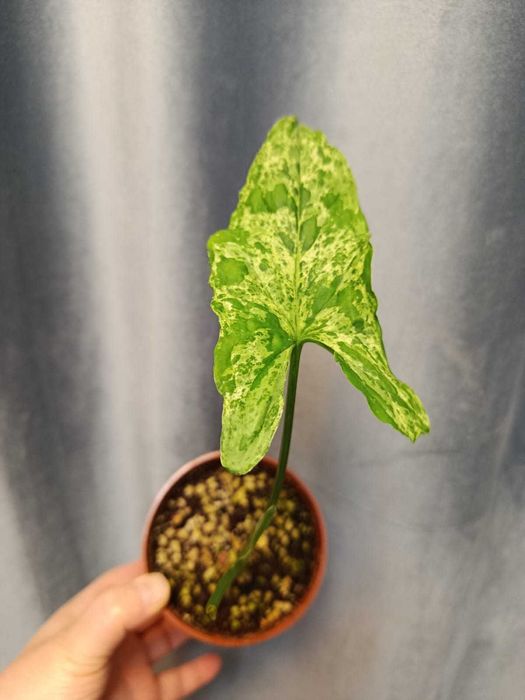 Сингониум Пинк в горшке с грунтом