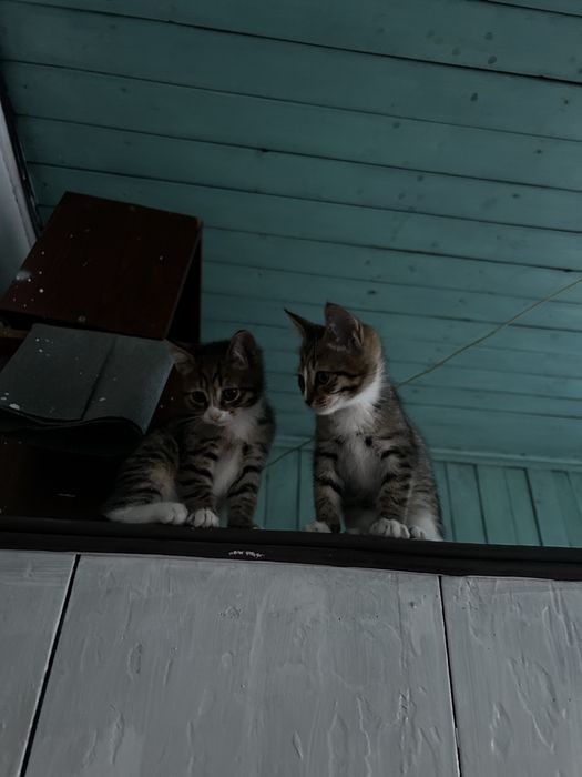Отдам котенка в добрые руки