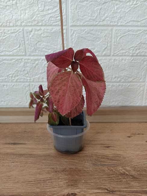 9  стайни   растения + отстъпка и подарък