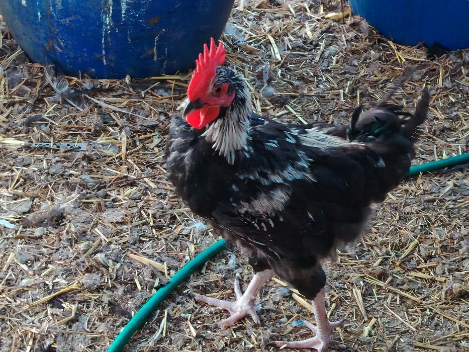 Vând cocoși diverse culori sau rase tineri mici (chaboo sau pitic) sau  mari(  apr. 2 kg )crescuți în sistem gospodăresc