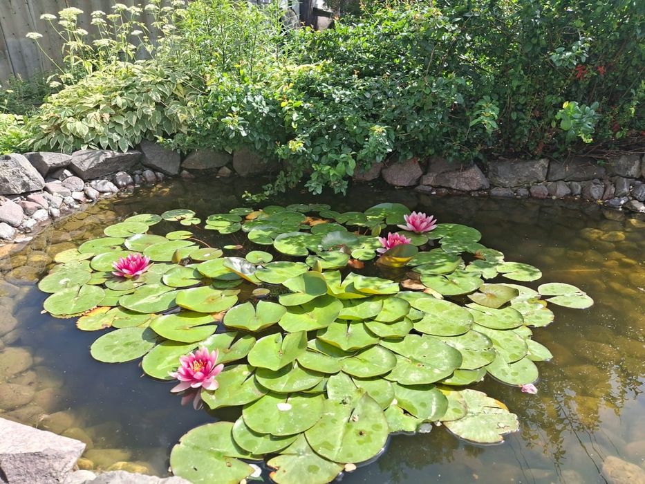 Продам водиную лилию.