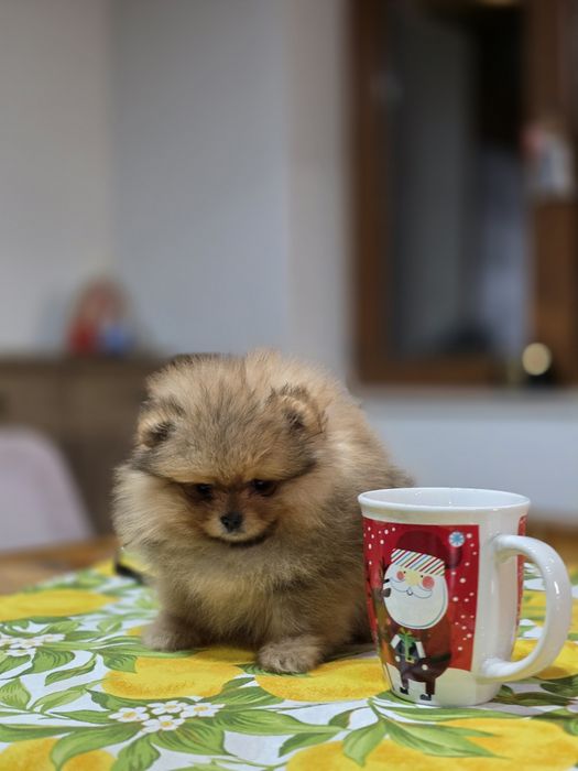 Померанче мини момченце шоко тан!