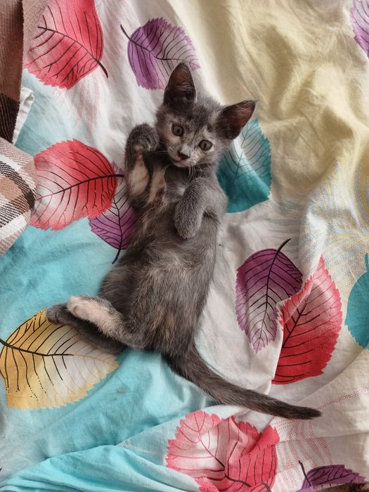 Отдам котенка бесплатно