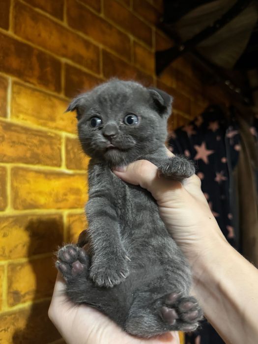 Породистые котята 3 шт каждая сама по себе красивая и умная