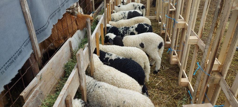 Vand miei si noatini