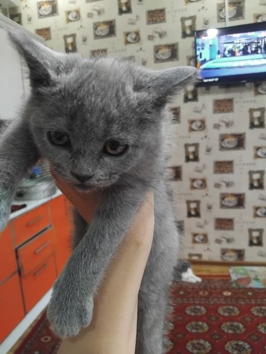 Скотиш страдает  сотилади