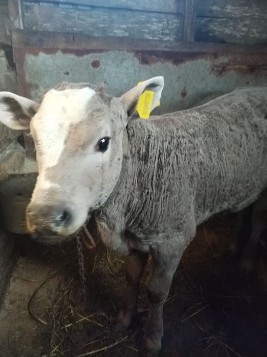 Продам 2х бычков