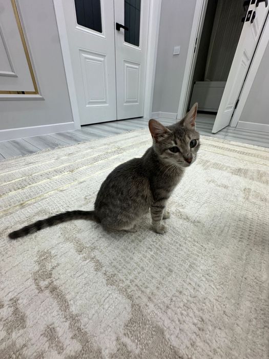 Котенок в добрые руки