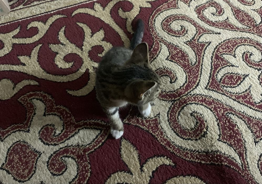 Отдам котенка бесплатно