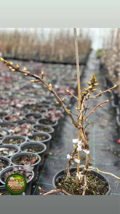 Хортензия Катерлива