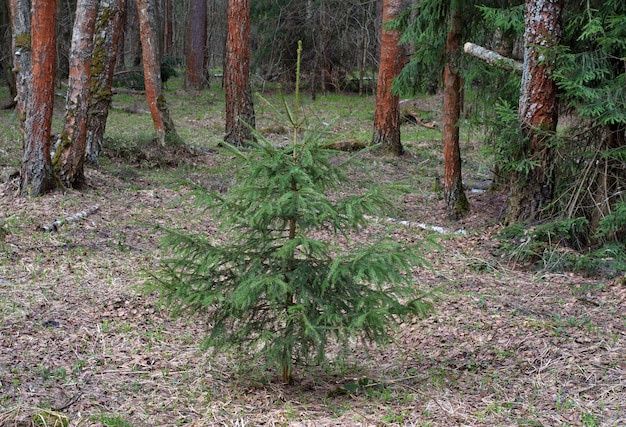 Саженцы (ели) сосны (обыкновенной)