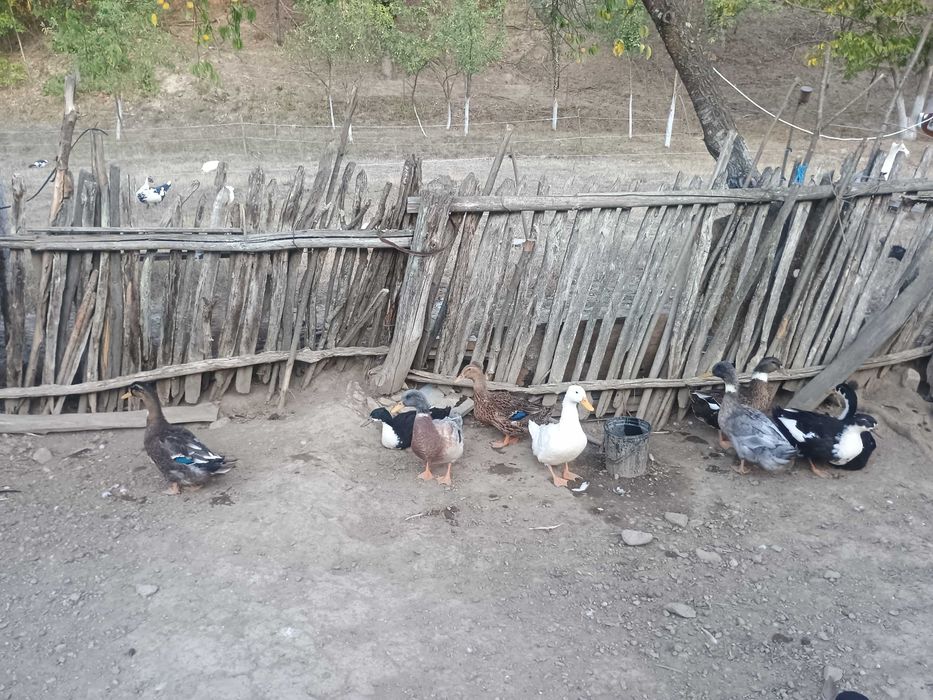 Rate mute și rate macaitoare
