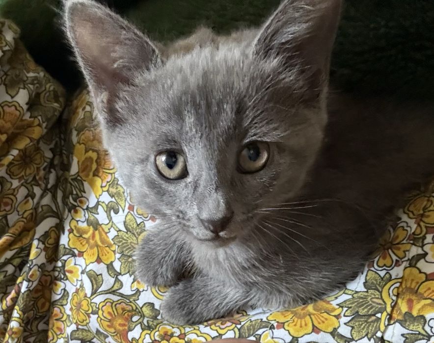 Отдам котёнка в добрые руки