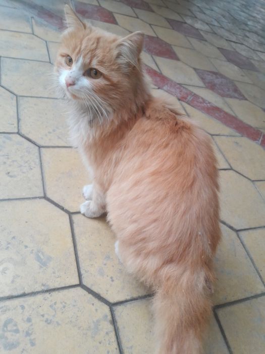 Мушук  сотилади.