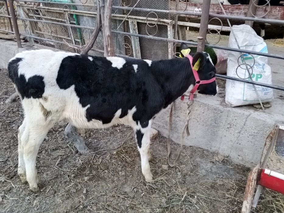 Nimetiski golshten sotilad