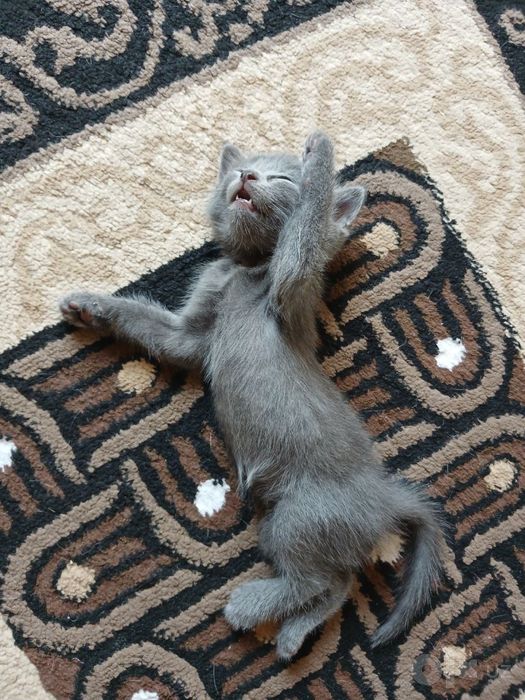 продаем породистых вислоухих котят