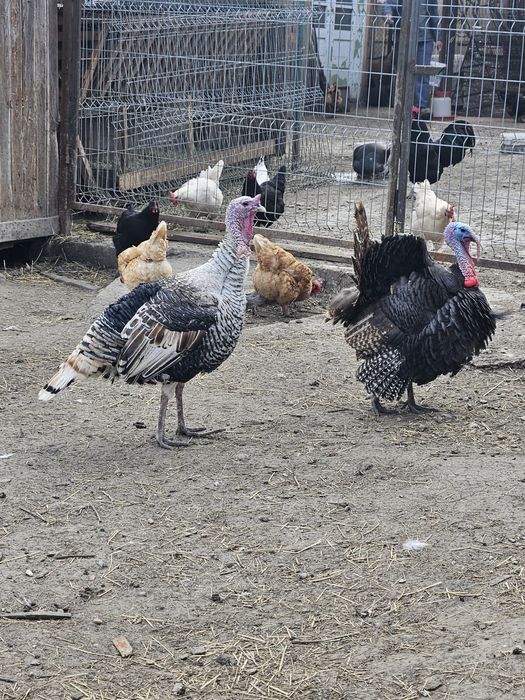 Curcani de tara crescuți natural