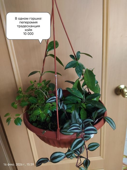 Продам Комнатные Цветы