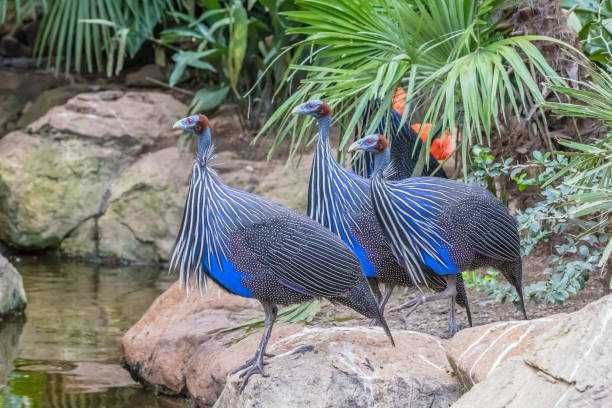 Vând bibilici vulturine