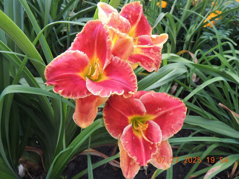 Лилейники сортовые